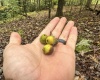 TBD Levels Road, Fairmont, West Virginia 26554, ,Lots/land,For Sale,Levels,10161794