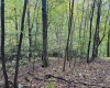 TBD Levels Road, Fairmont, West Virginia 26554, ,Lots/land,For Sale,Levels,10161794