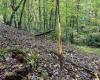 TBD Levels Road, Fairmont, West Virginia 26554, ,Lots/land,For Sale,Levels,10161794