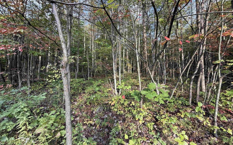88 Sandy Bottom Road, Kingwood, West Virginia 26537, ,Lots/land,For Sale,Sandy Bottom,10161803