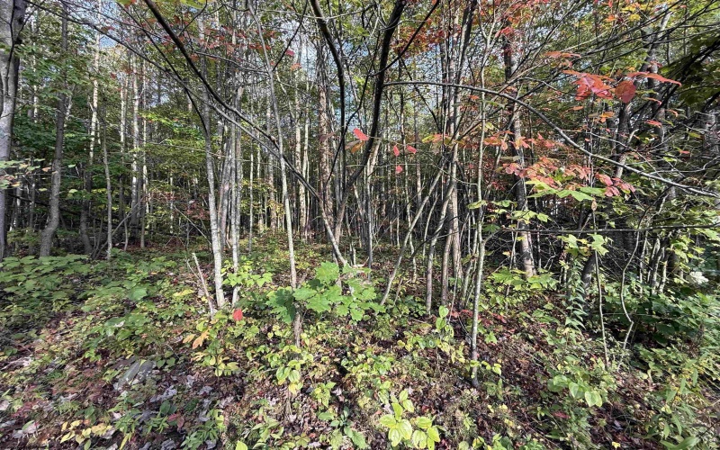 88 Sandy Bottom Road, Kingwood, West Virginia 26537, ,Lots/land,For Sale,Sandy Bottom,10161803