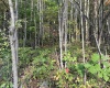 88 Sandy Bottom Road, Kingwood, West Virginia 26537, ,Lots/land,For Sale,Sandy Bottom,10161803