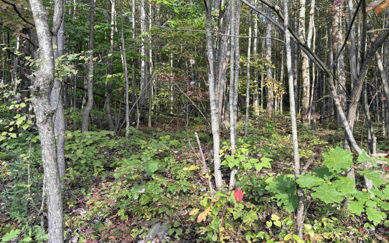 88 Sandy Bottom Road, Kingwood, West Virginia 26537, ,Lots/land,For Sale,Sandy Bottom,10161803
