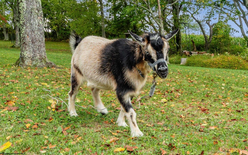 246 Shady Brook Estates, Bruceton Mills, West Virginia 26525, 3 Bedrooms Bedrooms, 7 Rooms Rooms,2 BathroomsBathrooms,Single Family Detached,For Sale,Shady Brook,10161816 246 Shady Brook Estates, Bruceton Mills, West Virginia 26525, 3 Bedrooms Bedrooms, 7 Rooms Rooms,2 BathroomsBathrooms,Single Family Detached,For Sale,Shady Brook,10161816