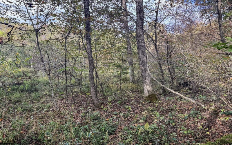 Lot 1 Morgantown Pike, Belington, West Virginia 26250, ,Lots/land,For Sale,Morgantown,10161856
