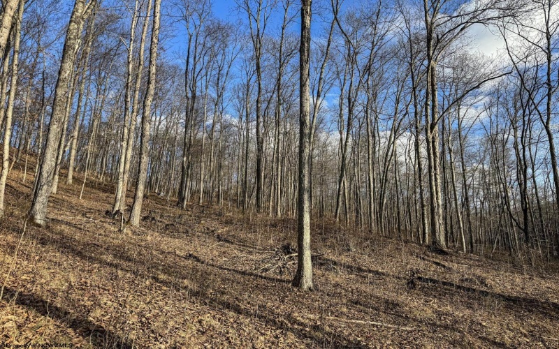 Lot 1 Morgantown Pike, Belington, West Virginia 26250, ,Lots/land,For Sale,Morgantown,10161856