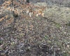 Lot 1 Morgantown Pike, Belington, West Virginia 26250, ,Lots/land,For Sale,Morgantown,10161856