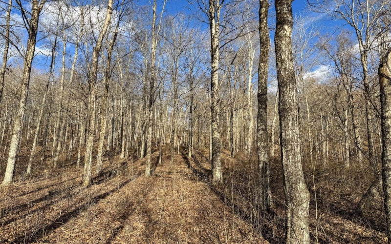 Lot 1 Morgantown Pike, Belington, West Virginia 26250, ,Lots/land,For Sale,Morgantown,10161856