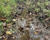 Lot 1 Morgantown Pike, Belington, West Virginia 26250, ,Lots/land,For Sale,Morgantown,10161856