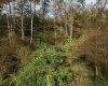 Lot 1 Morgantown Pike, Belington, West Virginia 26250, ,Lots/land,For Sale,Morgantown,10161856
