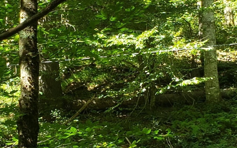 100 Steve Rosier Road, Parsons, West Virginia 26287, 0 , 0 ,0,Lots/land,For Sale,Steve Rosier,0,10161875