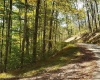 100 Steve Rosier Road, Parsons, West Virginia 26287, ,Lots/land,For Sale,Steve Rosier,10161875