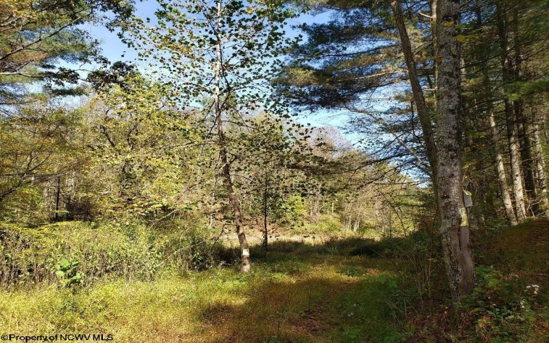 100 Steve Rosier Road, Parsons, West Virginia 26287, ,Lots/land,For Sale,Steve Rosier,10161875