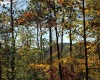 100 Steve Rosier Road, Parsons, West Virginia 26287, ,Lots/land,For Sale,Steve Rosier,10161875