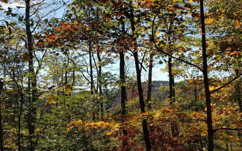 100 Steve Rosier Road, Parsons, West Virginia 26287, ,Lots/land,For Sale,Steve Rosier,10161875