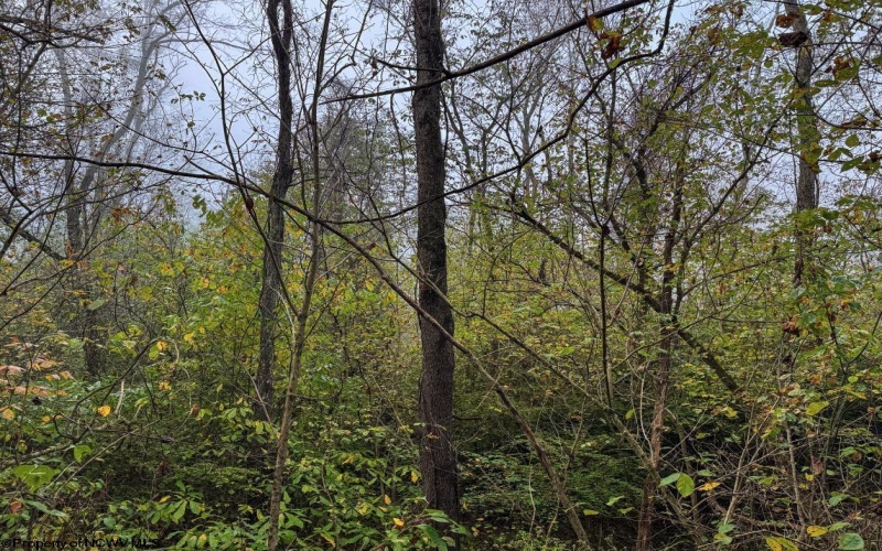 TBD Pickhandle Hill Road, Morgantown, West Virginia 26501, ,Lots/land,For Sale,Pickhandle Hill,10161871