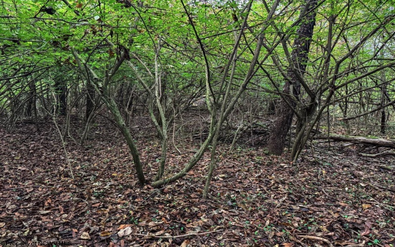 TBD Pickhandle Hill Road, Morgantown, West Virginia 26501, ,Lots/land,For Sale,Pickhandle Hill,10161871
