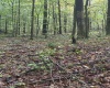 5150 Indian Run, Salem, West Virginia 26426, ,Lots/land,For Sale,Indian,10161885 5150 Indian Run, Salem, West Virginia 26426, ,Lots/land,For Sale,Indian,10161885