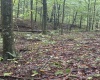 5150 Indian Run, Salem, West Virginia 26426, ,Lots/land,For Sale,Indian,10161885 5150 Indian Run, Salem, West Virginia 26426, ,Lots/land,For Sale,Indian,10161885