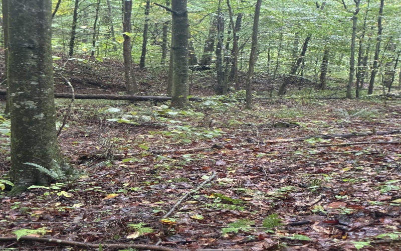 5150 Indian Run, Salem, West Virginia 26426, ,Lots/land,For Sale,Indian,10161885 5150 Indian Run, Salem, West Virginia 26426, ,Lots/land,For Sale,Indian,10161885