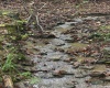 5150 Indian Run, Salem, West Virginia 26426, ,Lots/land,For Sale,Indian,10161885 5150 Indian Run, Salem, West Virginia 26426, ,Lots/land,For Sale,Indian,10161885