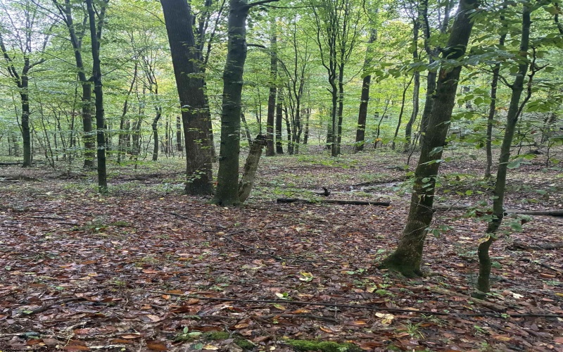 5150 Indian Run, Salem, West Virginia 26426, ,Lots/land,For Sale,Indian,10161885 5150 Indian Run, Salem, West Virginia 26426, ,Lots/land,For Sale,Indian,10161885