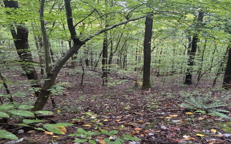 5150 Indian Run, Salem, West Virginia 26426, ,Lots/land,For Sale,Indian,10161885 5150 Indian Run, Salem, West Virginia 26426, ,Lots/land,For Sale,Indian,10161885