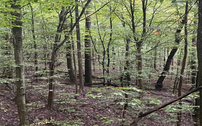 5150 Indian Run, Salem, West Virginia 26426, ,Lots/land,For Sale,Indian,10161885 5150 Indian Run, Salem, West Virginia 26426, ,Lots/land,For Sale,Indian,10161885