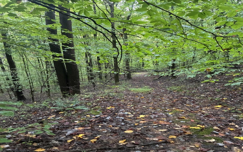 5150 Indian Run, Salem, West Virginia 26426, ,Lots/land,For Sale,Indian,10161885 5150 Indian Run, Salem, West Virginia 26426, ,Lots/land,For Sale,Indian,10161885