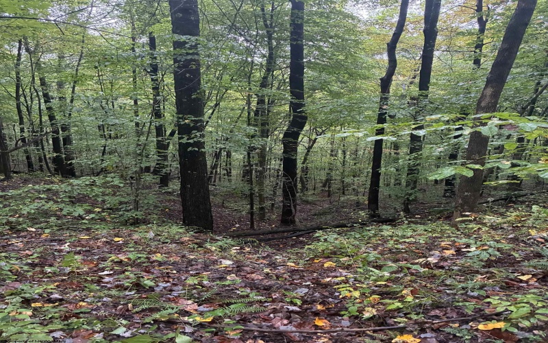 5150 Indian Run, Salem, West Virginia 26426, ,Lots/land,For Sale,Indian,10161885 5150 Indian Run, Salem, West Virginia 26426, ,Lots/land,For Sale,Indian,10161885