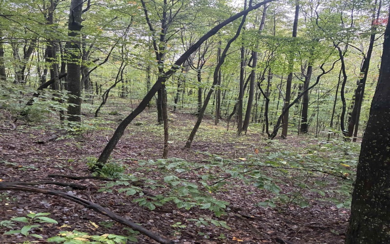 5150 Indian Run, Salem, West Virginia 26426, ,Lots/land,For Sale,Indian,10161885 5150 Indian Run, Salem, West Virginia 26426, ,Lots/land,For Sale,Indian,10161885