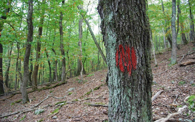 546 Wild Turkey Ridge, Lost City, West Virginia 26810, 3 Bedrooms Bedrooms, 5 Rooms Rooms,2 BathroomsBathrooms,Single Family Detached,For Sale,Wild Turkey,10161882