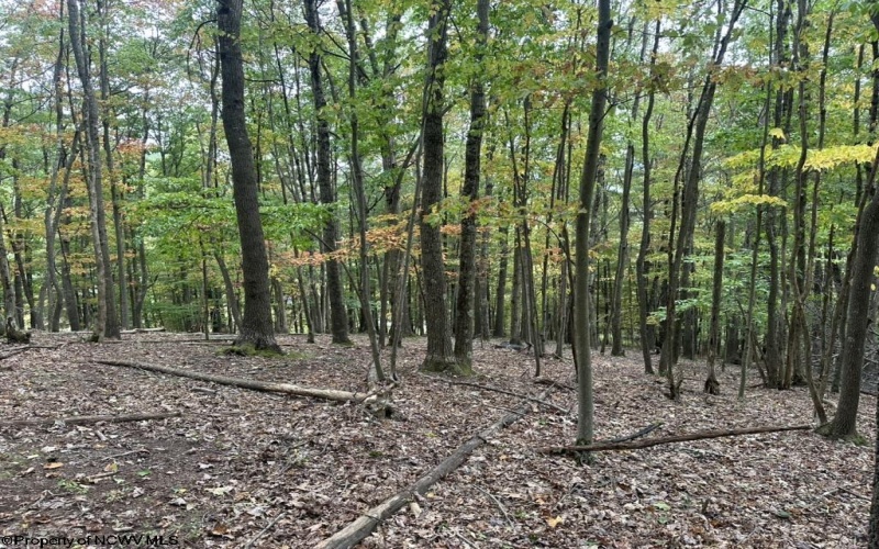 TBD Racoon Run, Elkins, West Virginia 26241, ,Lots/land,For Sale,Racoon,10161926