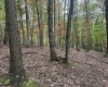 TBD Racoon Run, Elkins, West Virginia 26241, ,Lots/land,For Sale,Racoon,10161926