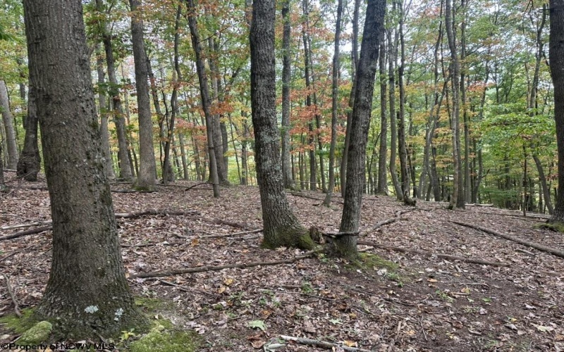 TBD Racoon Run, Elkins, West Virginia 26241, ,Lots/land,For Sale,Racoon,10161926