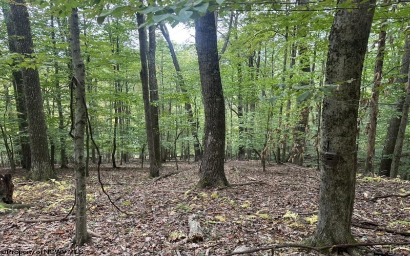 TBD Racoon Run, Elkins, West Virginia 26241, ,Lots/land,For Sale,Racoon,10161926