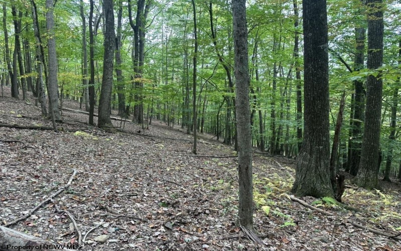 TBD Racoon Run, Elkins, West Virginia 26241, ,Lots/land,For Sale,Racoon,10161926