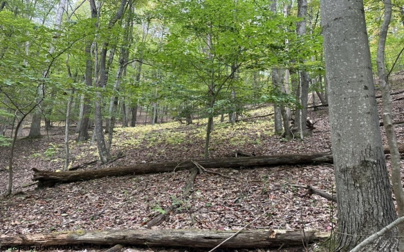 TBD Racoon Run, Elkins, West Virginia 26241, ,Lots/land,For Sale,Racoon,10161926
