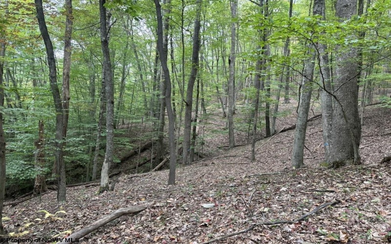TBD Racoon Run, Elkins, West Virginia 26241, ,Lots/land,For Sale,Racoon,10161926