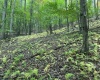 TBD Racoon Run, Elkins, West Virginia 26241, ,Lots/land,For Sale,Racoon,10161926
