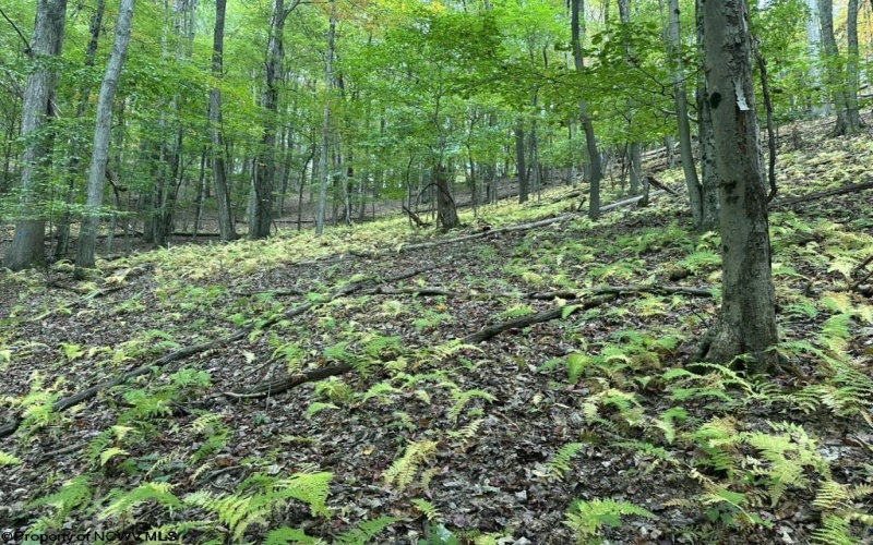 TBD Racoon Run, Elkins, West Virginia 26241, ,Lots/land,For Sale,Racoon,10161926