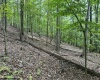 TBD Racoon Run, Elkins, West Virginia 26241, ,Lots/land,For Sale,Racoon,10161926