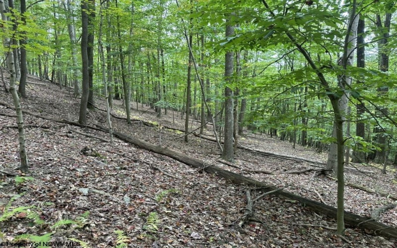 TBD Racoon Run, Elkins, West Virginia 26241, ,Lots/land,For Sale,Racoon,10161926