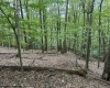 TBD Racoon Run, Elkins, West Virginia 26241, ,Lots/land,For Sale,Racoon,10161926