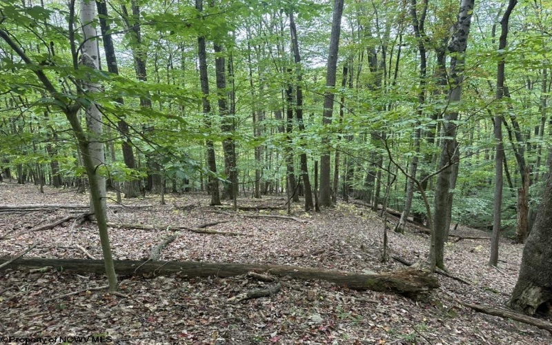 TBD Racoon Run, Elkins, West Virginia 26241, ,Lots/land,For Sale,Racoon,10161926
