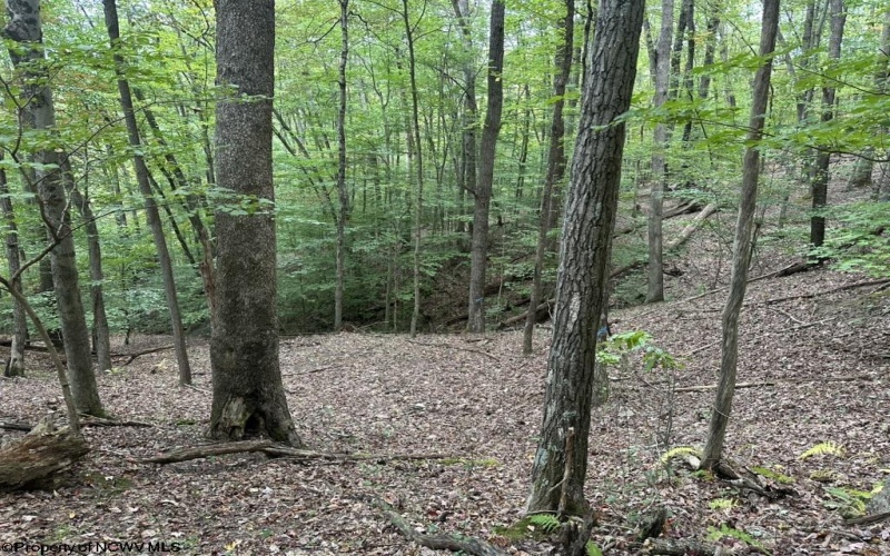 TBD Racoon Run, Elkins, West Virginia 26241, ,Lots/land,For Sale,Racoon,10161926