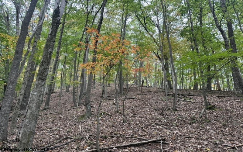 TBD Racoon Run, Elkins, West Virginia 26241, ,Lots/land,For Sale,Racoon,10161926