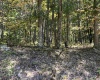 00 Junior Road, Junior, West Virginia 26275, ,Lots/land,For Sale,Junior,10161918 00 Junior Road, Junior, West Virginia 26275, ,Lots/land,For Sale,Junior,10161918