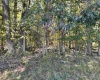 00 Junior Road, Junior, West Virginia 26275, ,Lots/land,For Sale,Junior,10161918 00 Junior Road, Junior, West Virginia 26275, ,Lots/land,For Sale,Junior,10161918