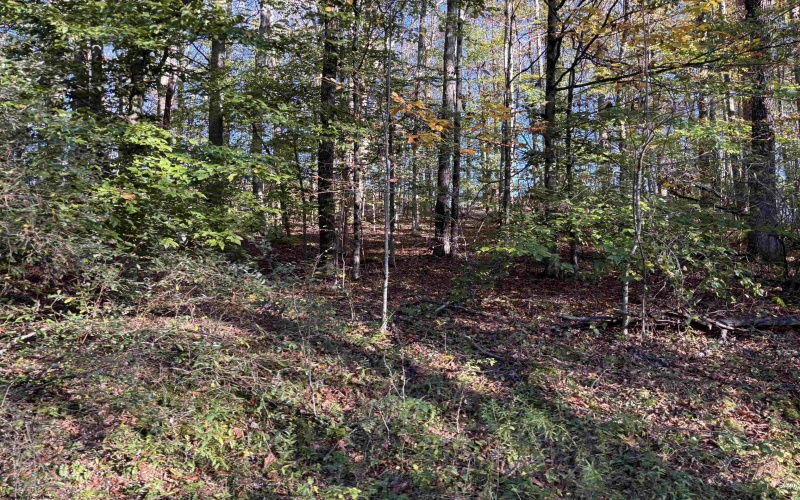 00 Junior Road, Junior, West Virginia 26275, ,Lots/land,For Sale,Junior,10161918 00 Junior Road, Junior, West Virginia 26275, ,Lots/land,For Sale,Junior,10161918